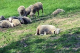 Sheeps on hike near Schonried